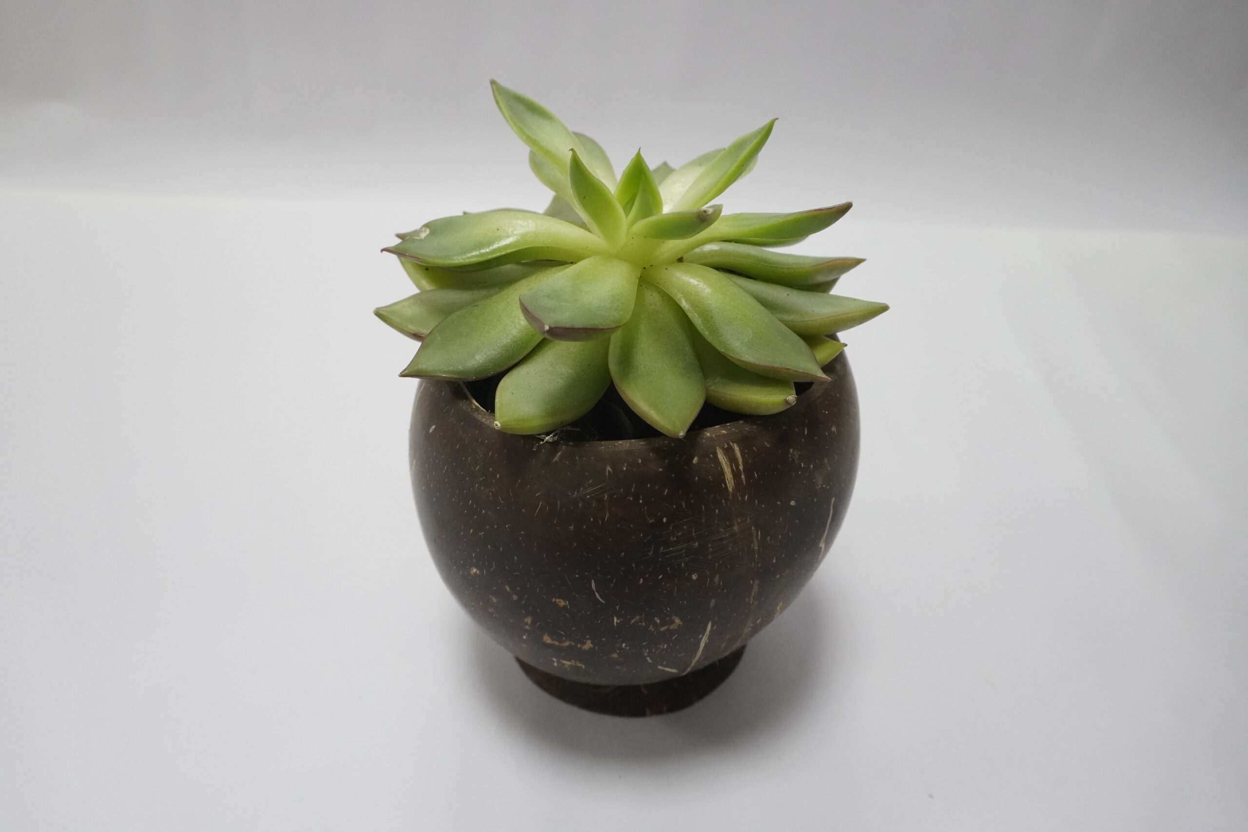 Coconut Shell Planter with Plant 